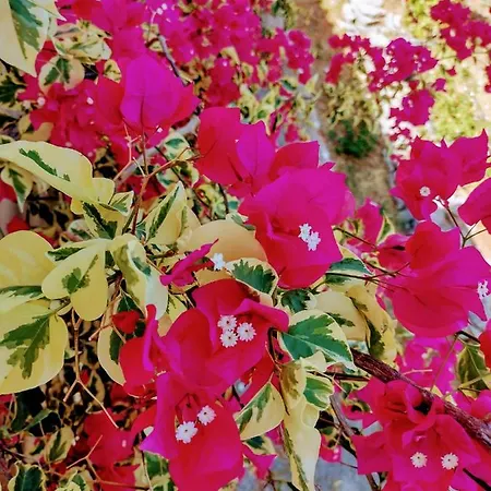 Ξενοδοχείο Apollo Peloponnes