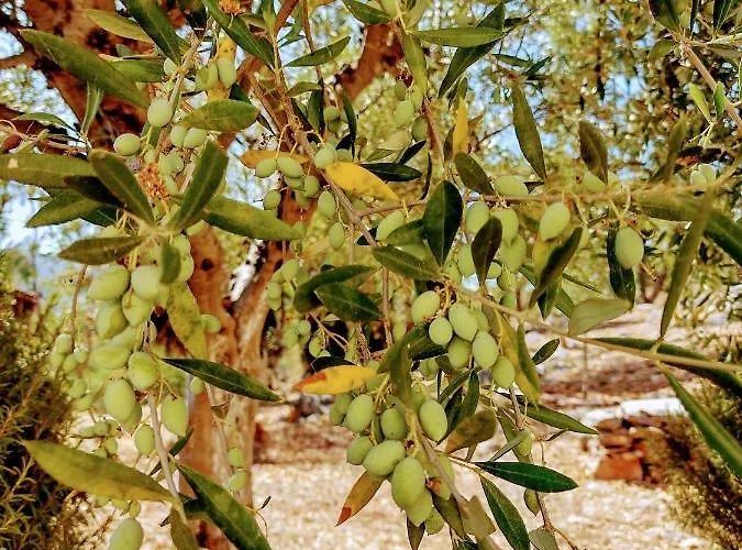 Hotel Apollo Peloponnes *