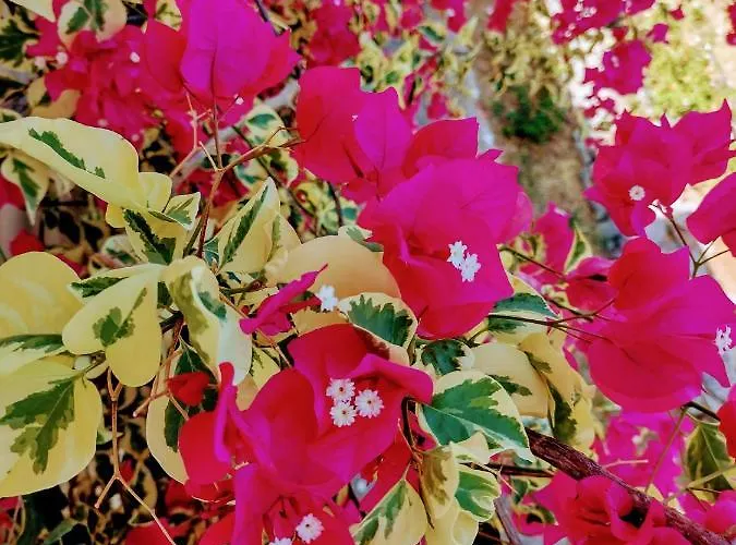 Hotel Apollo Peloponnes