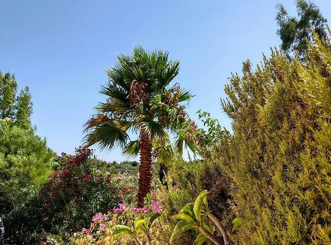 Apollo Peloponnes * Vasilítsion